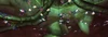 Toxic Sporebats
