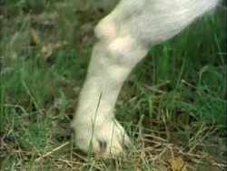 Closer.Dog