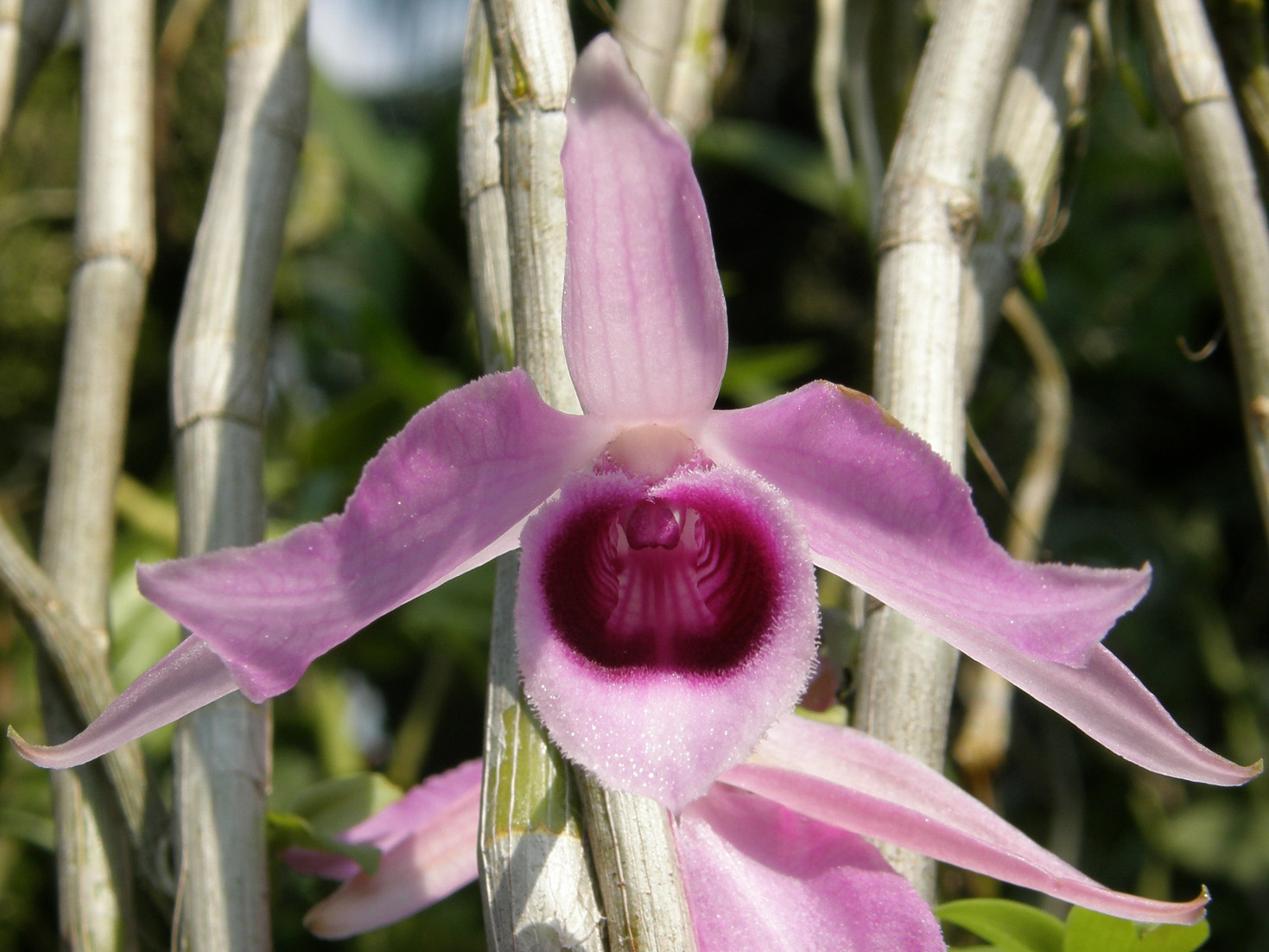 http://images4.wikia.nocookie.net/__cb20081214205009/orchids/en/images/d/d5/Dendrobium_anosmum_1a.jpg