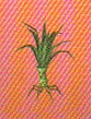 CC7Mandragora