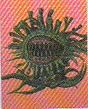 CC7Malboroenemy