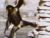 Monkeysfilmpianomusic.jpg