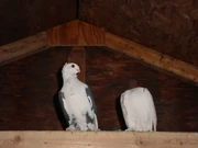 DSC00104.jpg