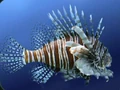Lionfish.jpg