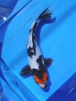 Showa+Koi.jpg