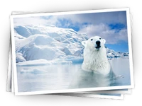 Ajira-polar.png