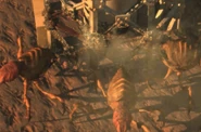 Blister Bugs Tophet