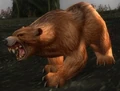 Thistle Bear.jpg