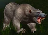 Gray Bear