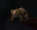 Caged Toad.jpg