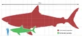 Megalodon size comparison.png