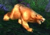 Elder Ashenvale Bear