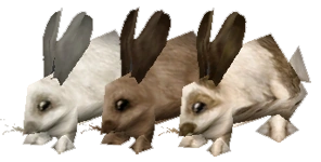 Rabbit