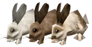 Rabbit