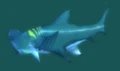 Reef Shark.jpg