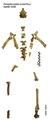 Paraptenodytes.jpg