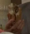 Cheese-steak.jpg