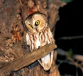 OwlAye.jpg
