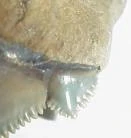 Angicusplet.jpeg (3 KB)