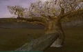 Blba Tree