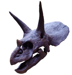 Triceratops-skull