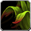 MountainPoplar