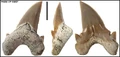 Cardabiodon sp.1.jpg