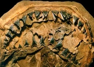 Sacacodentition2