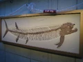 Xiphactinus audax fossil1.jpg