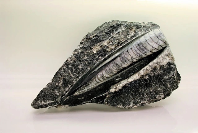File:Silurian Orthoceras Fossil1.JPG