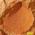 Thumbnail for version as of 01:33, February 5, 2009