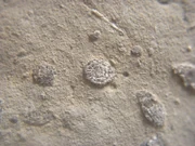 Microfossils1