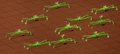 Gridbugs running.jpg
