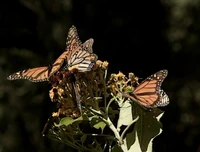 ButterflyForest