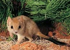 Mulgara