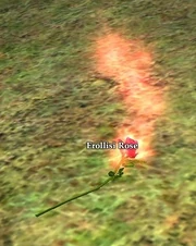 Fresh-cut rose ground.jpg