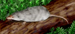 Adelobasileus BW