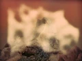 Dikironium cloud creature.jpg