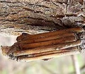Bagworm Case.jpg
