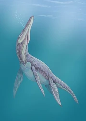 Megalneusaurus027