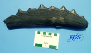Pennsharkjaw1
