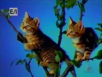 GATOS