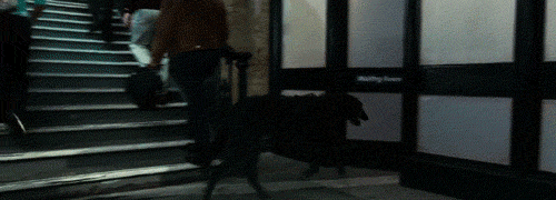 <img:http://images4.wikia.nocookie.net/__cb20090309054804/harrypotter/images/6/63/Padfoot_to_Sirius_Black.gif>