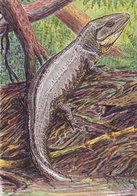 Proterogyrinus DB.jpg