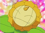 EP502 Meowth disfrazado de Sunflora