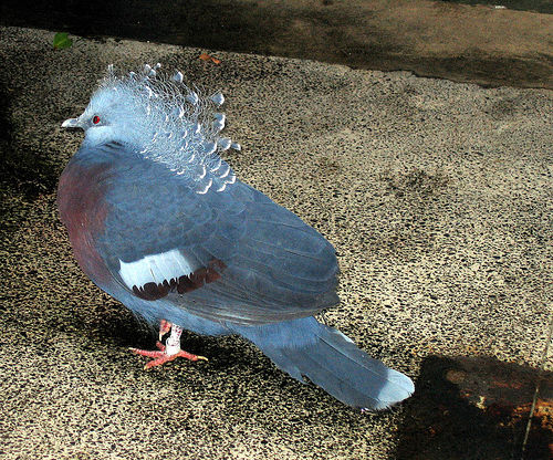 Fancypigeon.jpg