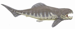 Dunkleosteus interm1DB.jpg