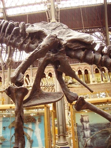 Tyrannosaurus pelvis left.jpg