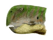 Psittacosaurus meileyingensis BW