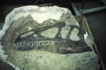 Allosaurus-fossilized skull.jpg